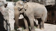 Ecoparque de Mendoza: concluyó la autopsia de la elefanta Tamy y revelaron de qué murió