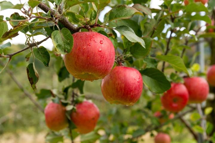 Washington’s Apple Boom: Record 190M Bushels Ahead