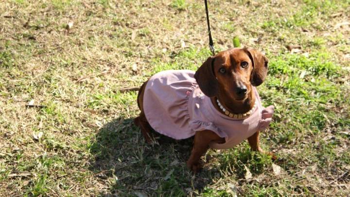 Furor por los bajitos: decenas de perros salchicha se juntaron en el Rosedal