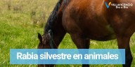 Cerca de 156.135 bovinos y bufalinos han sido inmunizados ante esta emergencia.