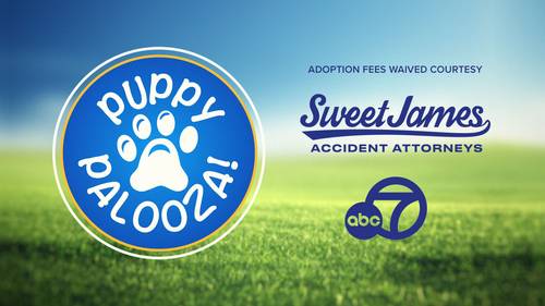 Celebrate National Dog Day with our biannual Puppy Palooza pet adoption event
