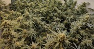 Police uncover drug farm in dawn raids across Greater Manchester