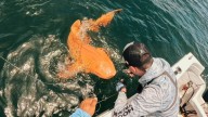 Pescadores descubren extraño tiburón anaranjado y de ojos blancos en Costa Rica