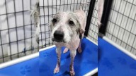 Rescuers Shocked To Discover The True Breed Of The Naked Pup Rescued From A Ditch