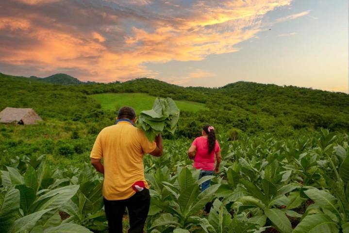 Juez ordena restituir 4 hectáreas a familia víctima de la guerrilla en San Juanito, Meta