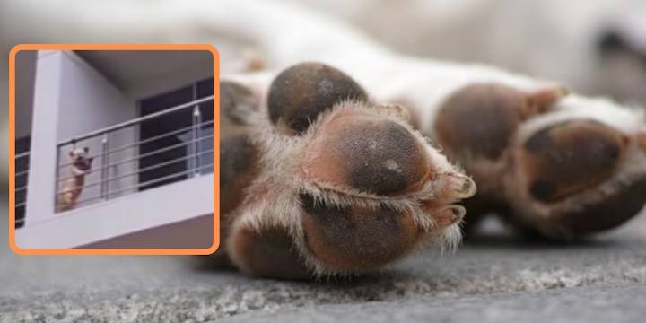 Perro fue amarrado en un balcón de un conjunto residencial por su dueño, que dio insólita explicación