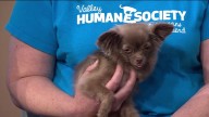 Clear the Shelters: Pleasanton Valley Humane Society