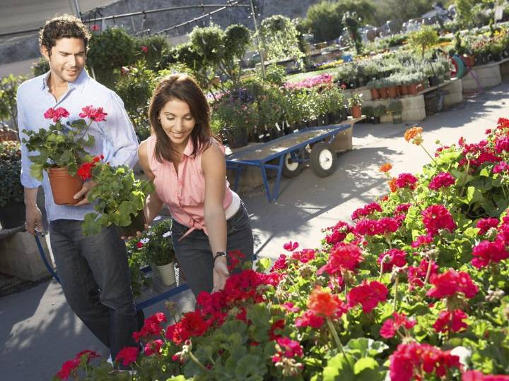 GARDENING: Watch for great perennial deals at garden centres