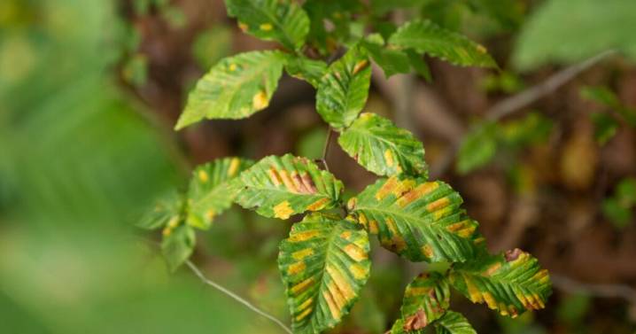 State foresters record first tree deaths in Maine from beech leaf disease