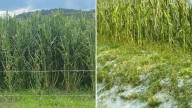 Lluvia, viento y granizo: Campesinos de León padecen inclemencias del tiempo
