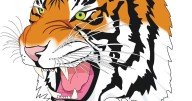 Tigers ready for Year 4 under Allmoschlecher