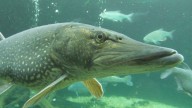 Un pescador de Valladolid captura un enorme ejemplar de esta especie invasora, pero pide que no se le mate