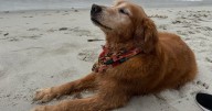 A golden success: Dog's terminal cancer diagnosis dropped after UC Davis clinical trial