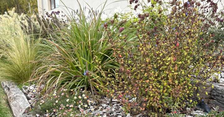 Praderas: el tiempo de jardines más sustentables en el Alto Valle