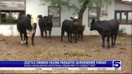 Valley cattle owners facing parasitic screwworm threat