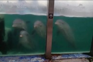 Escándalo en Mar del Plata: denuncian el abandono de delfines en el ex Aquarium