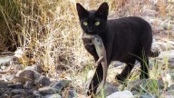 Un estudio confirma que los gatos asilvestrados son un problema: estos animales ya pagan las consecuencias