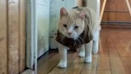 Naruto, el gato que conquistó a una comisaría en Chile