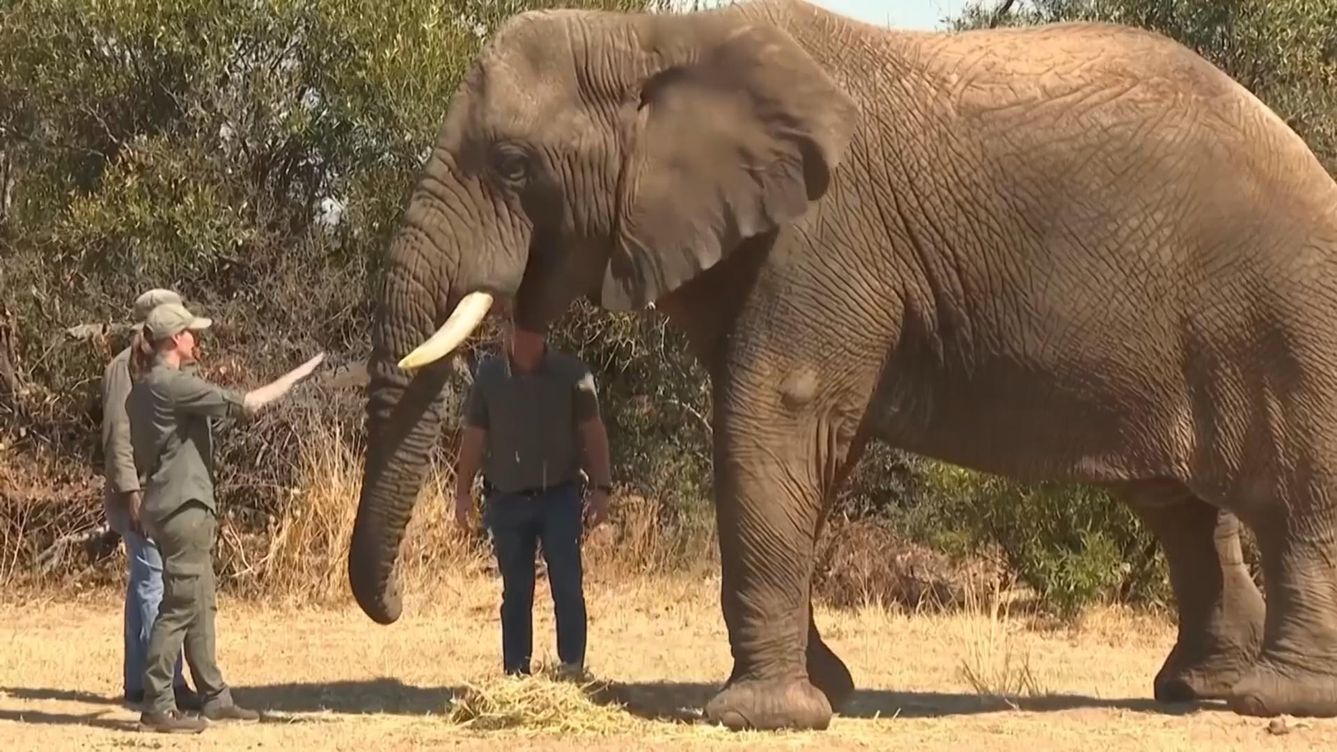 Elephant reserve staff in South Africa educate visitors on World Elephant Day