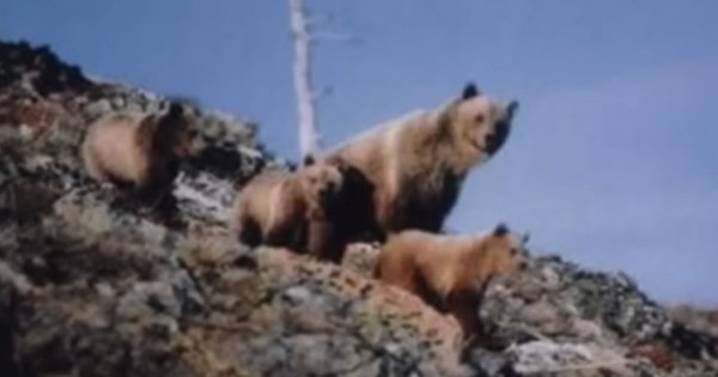 Hiker takes haunting photo of grizzly bears staring at him