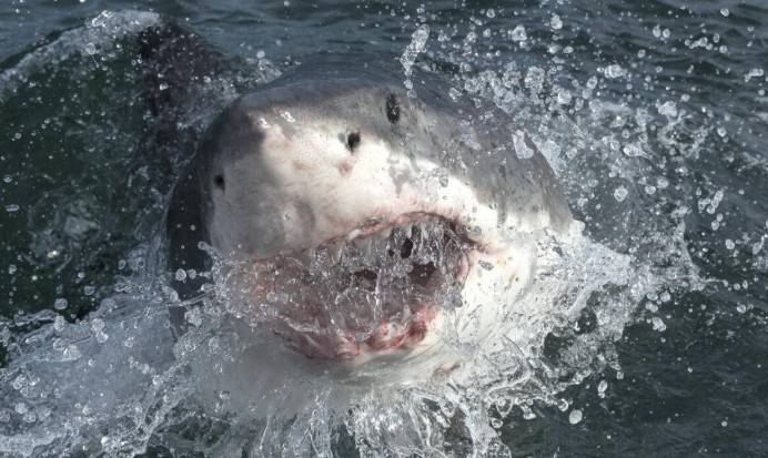 Dos estadounidenses resultan heridos tras ser atacados por dos tiburones en Bahamas