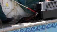 Rescatadas dos garduñas de una piscina vacía de Jaén