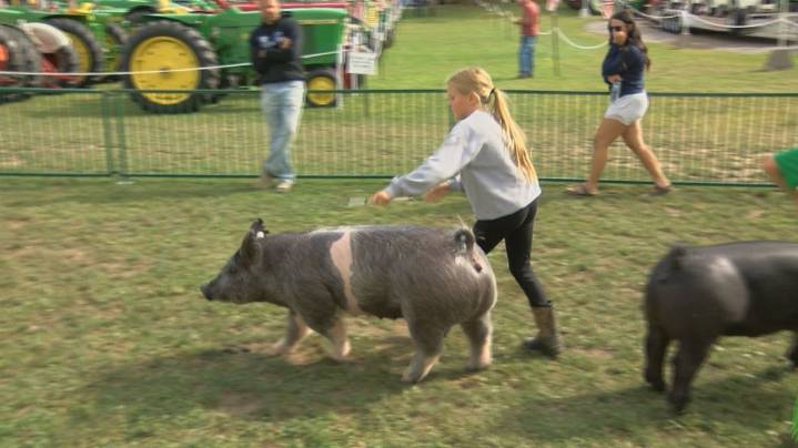 Fulton County Fair: Youth prepare for junior fair shows