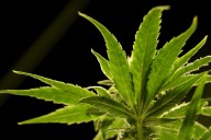 Trump weighs taking steps to decriminalize marijuana
