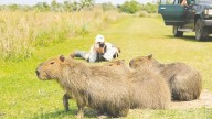 Tras la difusión de los carpinchos faenados, destacan la Ley de Humedales que tiene Misiones