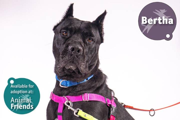 Pittsburgh Pet of the Week: Bertha, the Cane Corso