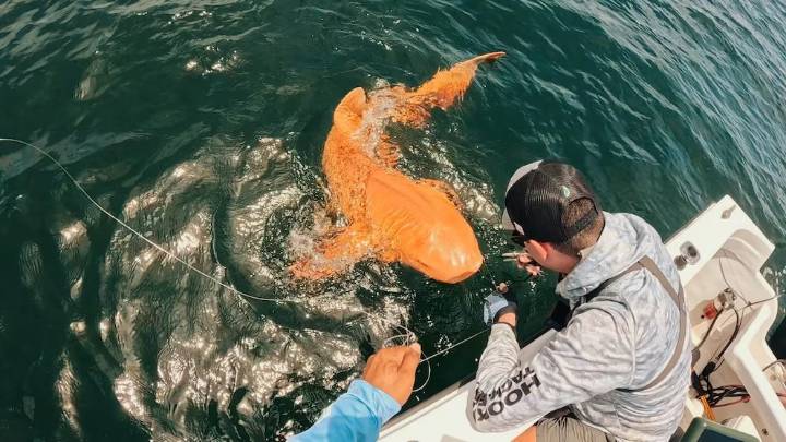 Tiburón naranja con ojos blancos aparece en Costa Rica