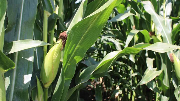 ¿Por qué la ausencia de lluvias tiene en alerta a productores agrícolas de El Llano? Esto se sabe