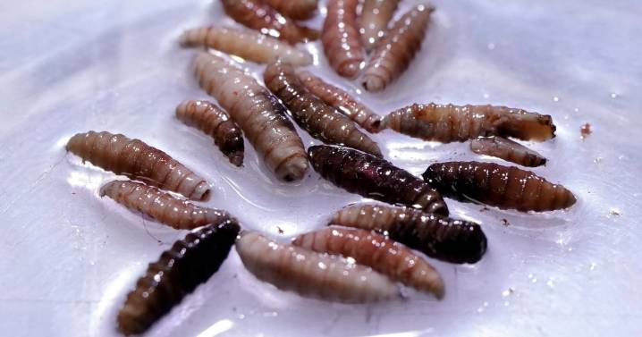 First human case of flesh-eating screwworm parasite detected in the U.S.