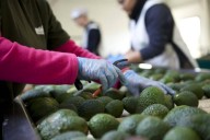 La policía busca a más víctimas de fraude en inversiones de aguacates en California