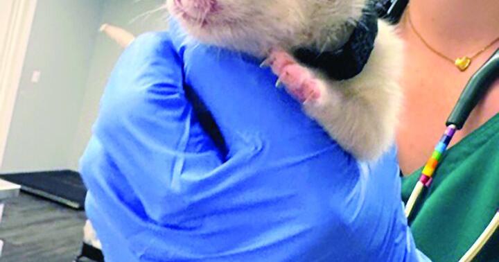 Newborn kittens found in Kelowna scrapyard