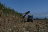 El volumen de caña disponible será inferior al previsto esta zafra