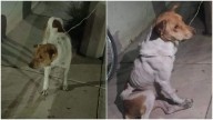 Hallan a Cami, la perrita que fue “desterrada” de la TTP; está muy enferma