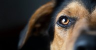 Maltrato ‘silencioso’: El Violentómetro Animal revela las acciones cotidianas que dañan a tu perro