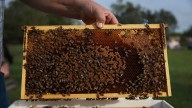 Climate change, habitat loss are negatively impacting honeybees