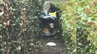 California Rescuer Stunned To Find Shivering Surprise Hidden Deep In The Bushes