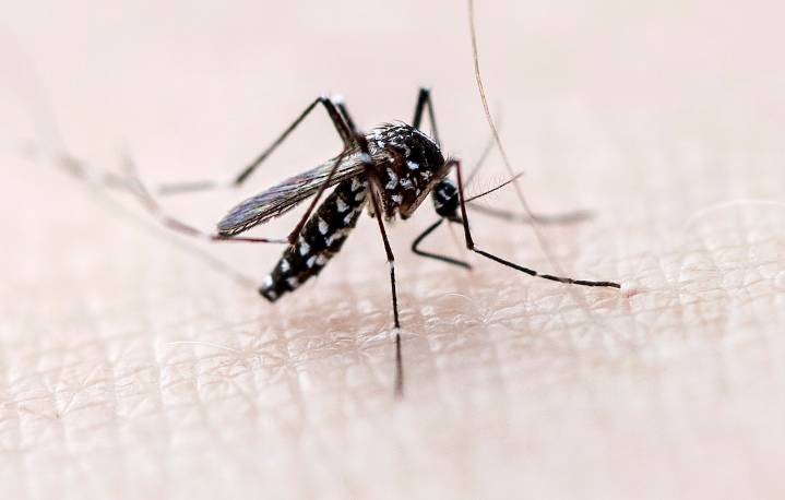 West Nile virus 2025: First human case reported in Lehigh Valley region