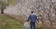 Lo que no se ve de la espectacular floración de los frutales de carozo en la Patagonia