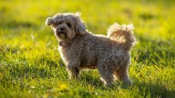 Qué significa cuando tu perro te ignora, según una educadora canina