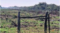 Villaguay: la Justicia ordenó la regeneración natural de un bosque nativo