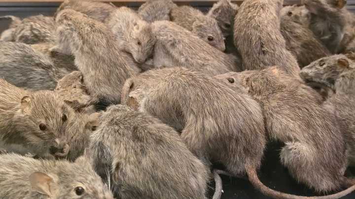 Cat-sized rat found in UK home is part of larger issue