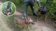 VIDEO | Soldados venezolanos salvan a dos perritos de u...