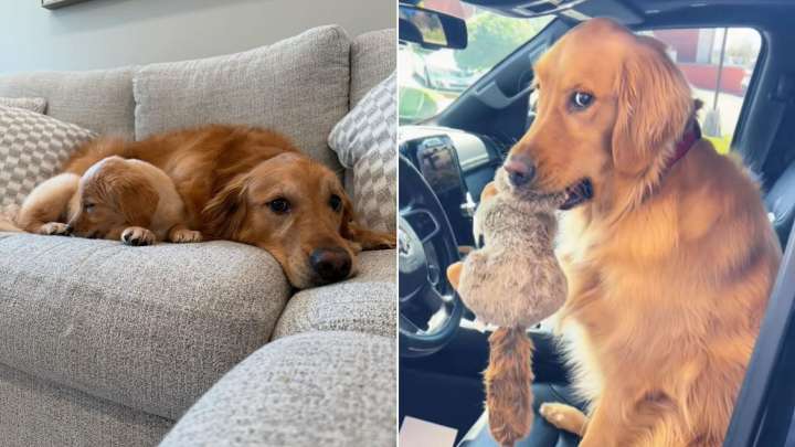 South Carolina Dog Surprises Owner With Unexpected Move During Store Visit