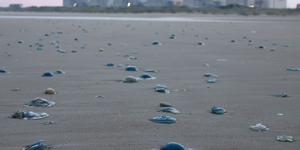French nuclear power plant shut down due to jellyfish swarm