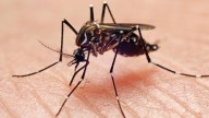 Las Vegas’ growing mosquito problem is ‘a ticking time bomb’