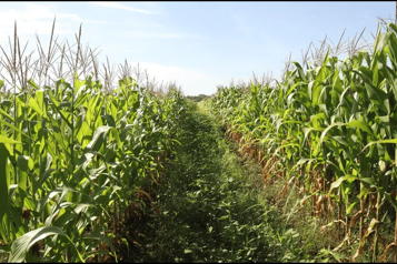Enfrentan productores de maíz en Chiapas crisis por menos lluvias